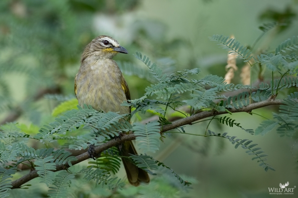 Bulbuls (Pycnonotidae)