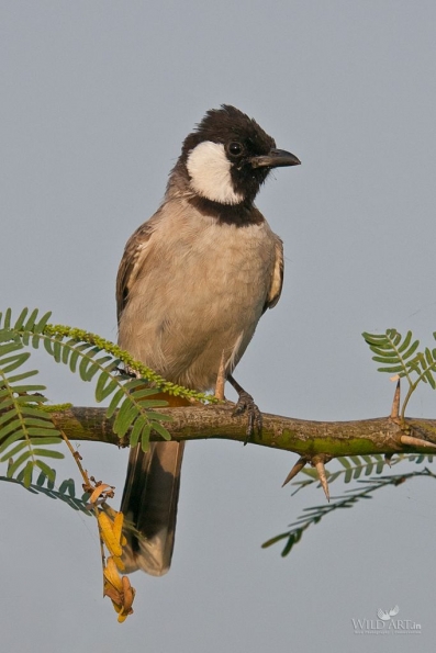 Bulbuls (Pycnonotidae)