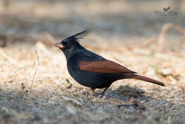 Buntings (Emberizidae)