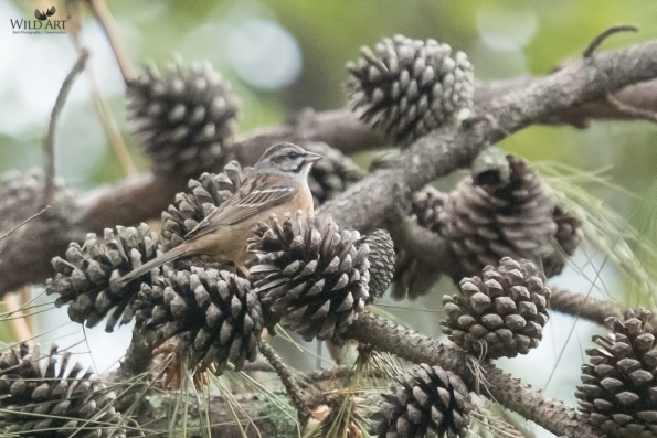 Buntings (Emberizidae)