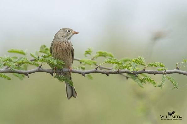 Buntings (Emberizidae)