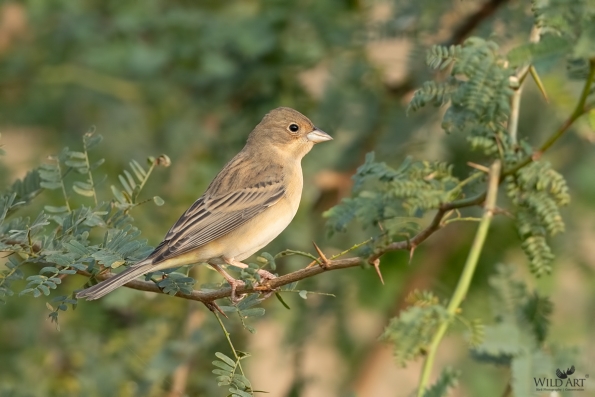 Buntings (Emberizidae)