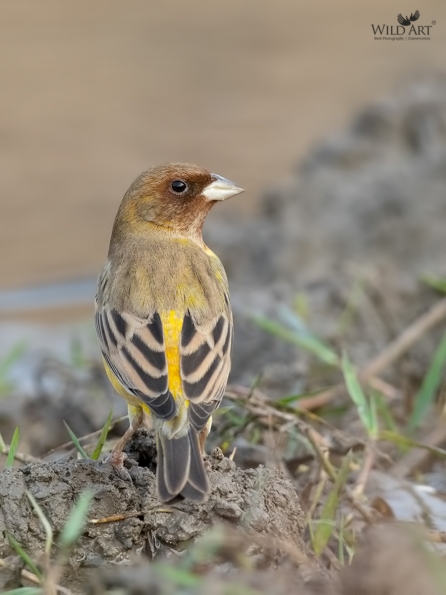 Buntings (Emberizidae)
