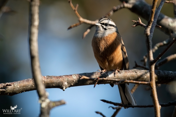 Buntings (Emberizidae)