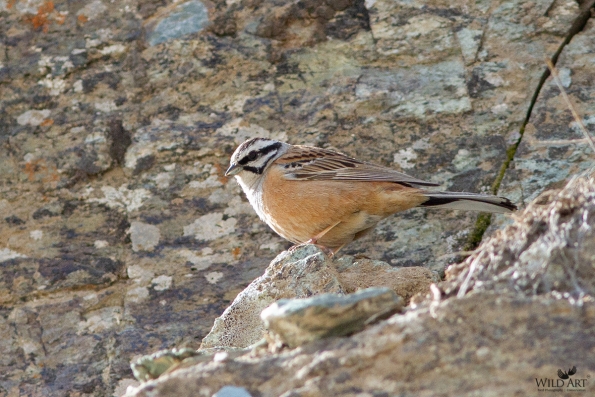 Buntings (Emberizidae)