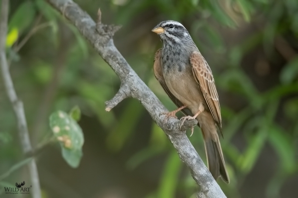 Buntings (Emberizidae)