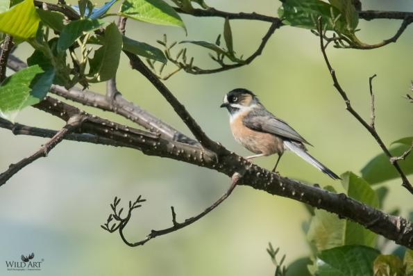 Bushtits (Aegithalidae)