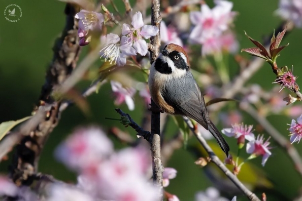 Bushtits (Aegithalidae)