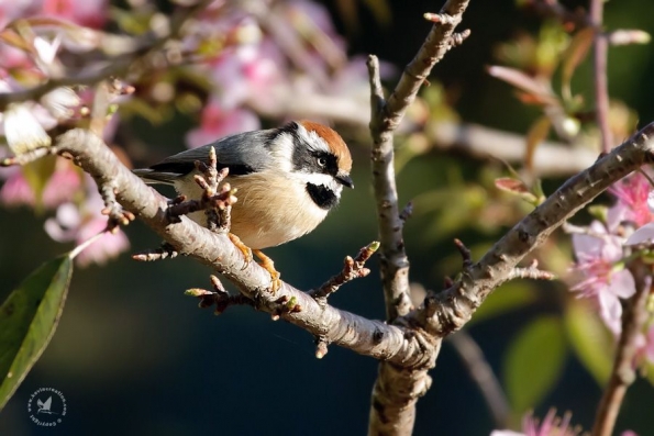 Bushtits (Aegithalidae)