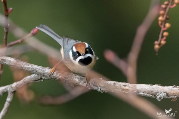 Bushtits (Aegithalidae)