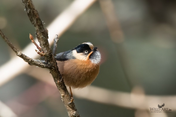 Bushtits (Aegithalidae)