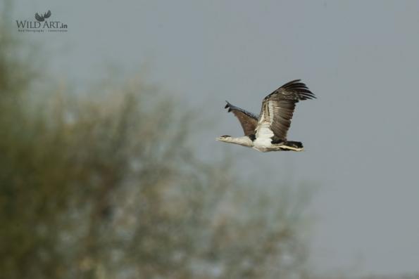 Bustards (Otididae)