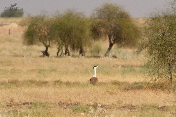 Bustards (Otididae)