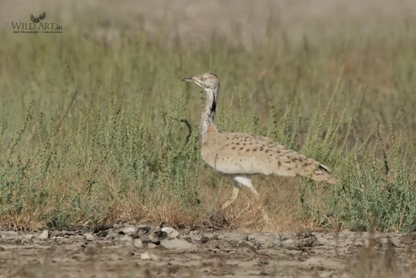 Bustards (Otididae)