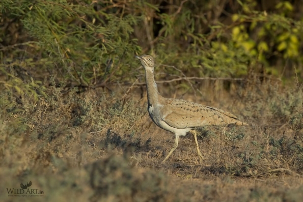 Bustards (Otididae)