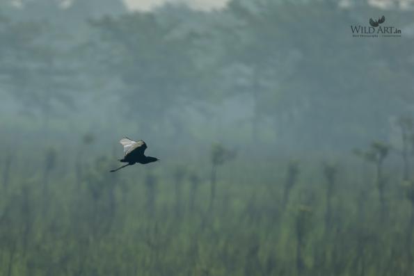 Bustards (Otididae)