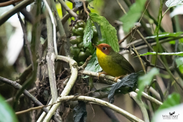 Cettia Bush Warblers & Allies (Cettiidae)
