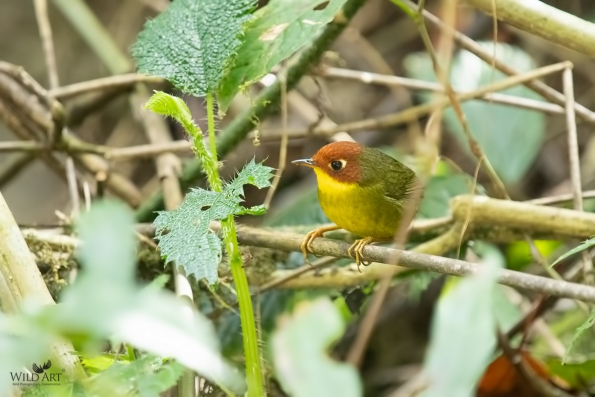 Cettia Bush Warblers & Allies (Cettiidae)