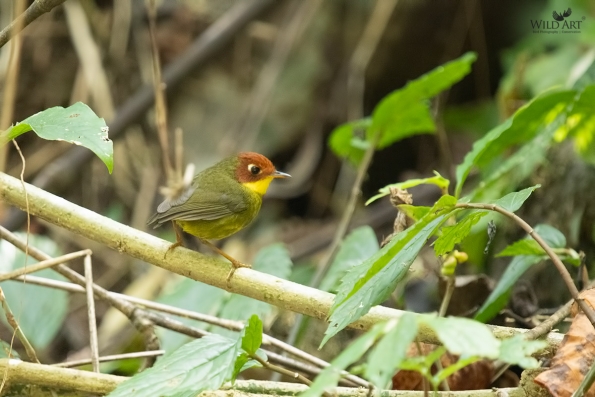 Cettia Bush Warblers & Allies (Cettiidae)