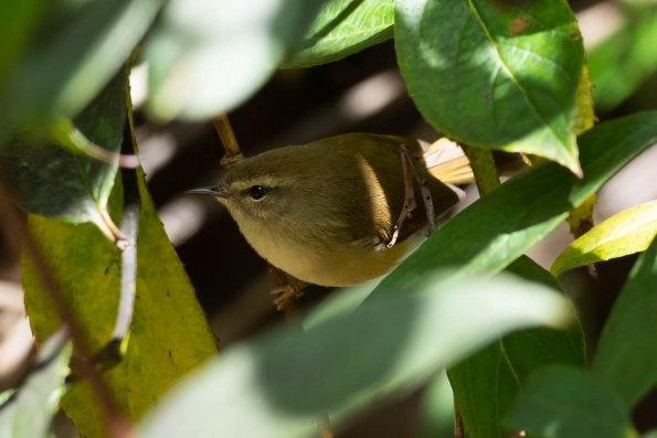 Cettia Bush Warblers & Allies (Cettiidae)
