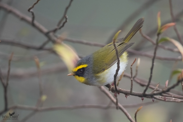 Cettia Bush Warblers & Allies (Cettiidae)
