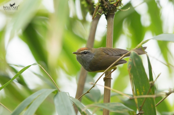 Cettia Bush Warblers & Allies (Cettiidae)
