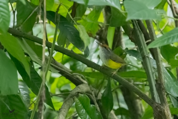 Cettia Bush Warblers & Allies (Cettiidae)