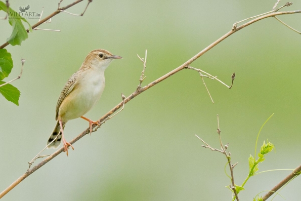 Cisticolas & Allies (Cisticolidae)
