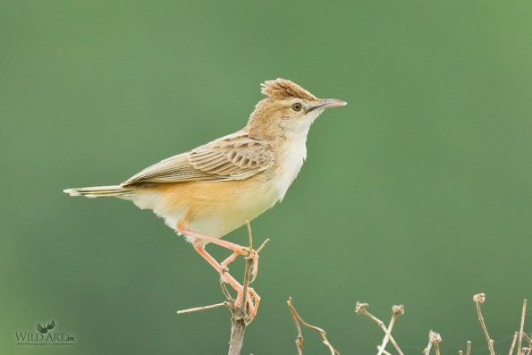 Cisticolas & Allies (Cisticolidae)