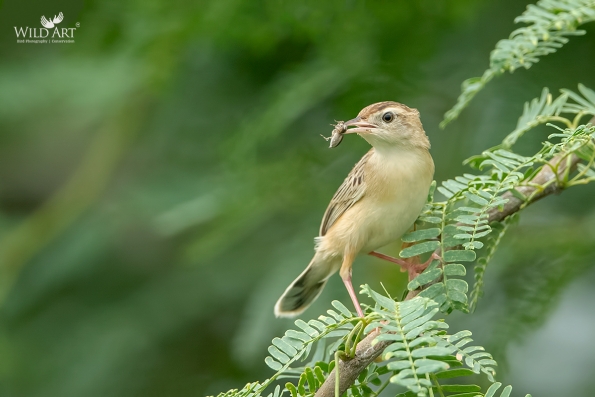 Cisticolas & Allies (Cisticolidae)
