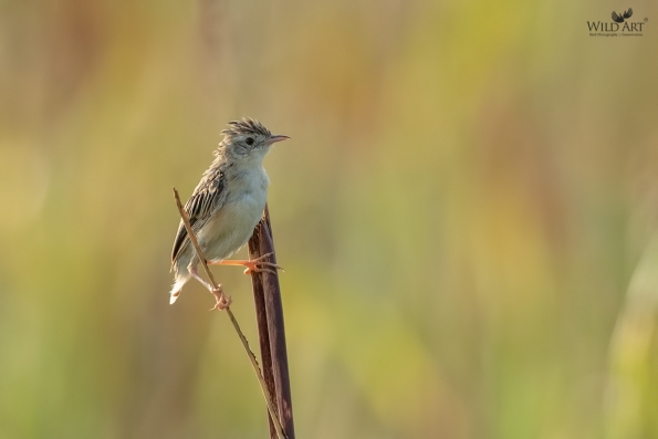 Cisticolas