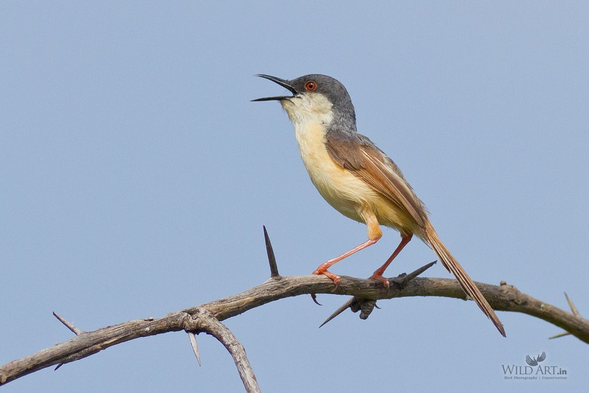 Ashy Prinia