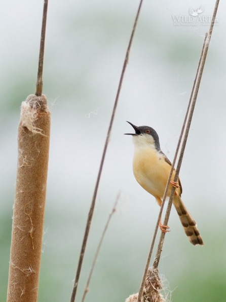Ashy Prinia