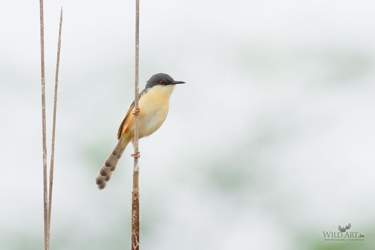 Ashy Prinia