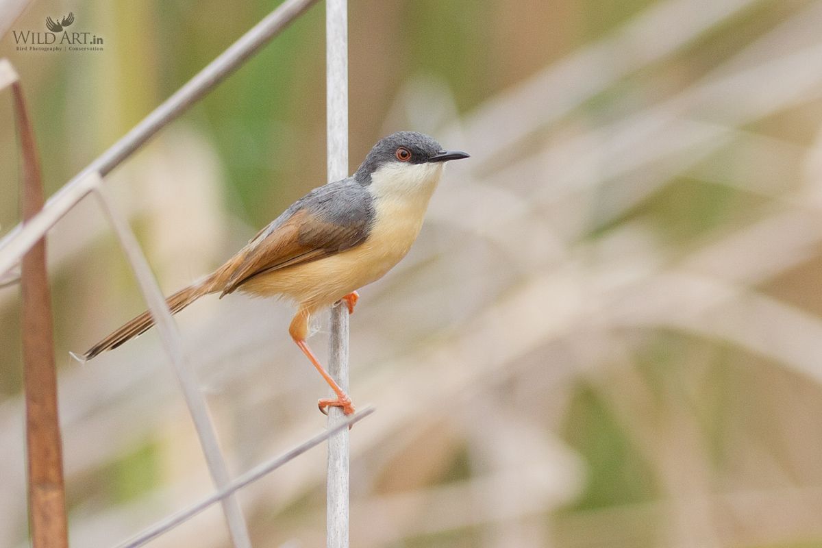 Ashy Prinia