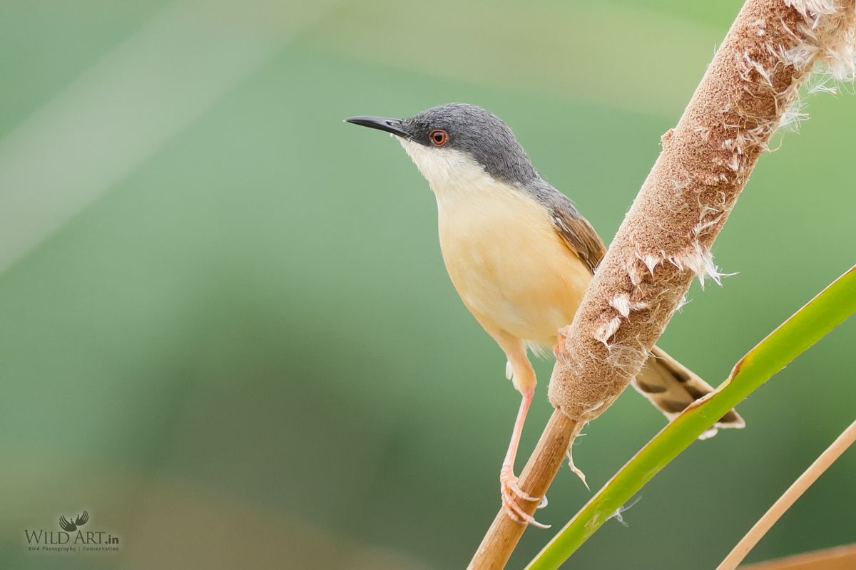 Ashy Prinia