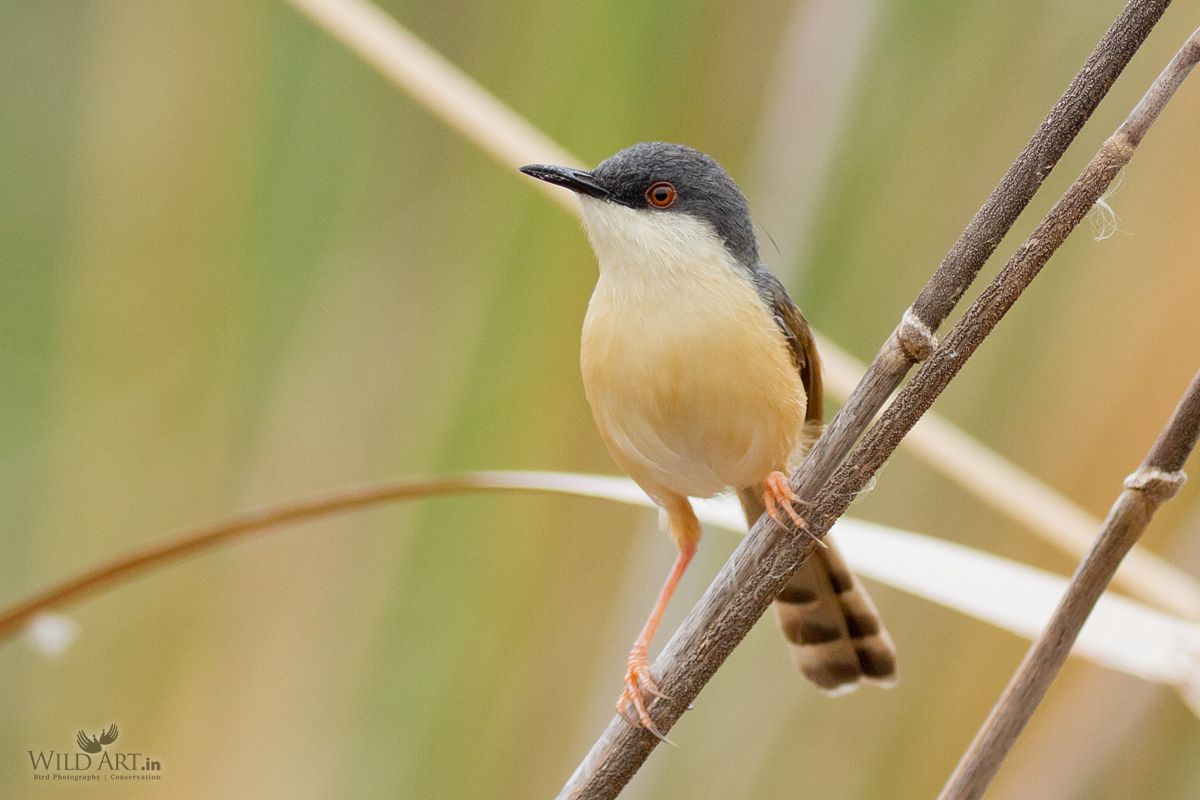 Ashy Prinia