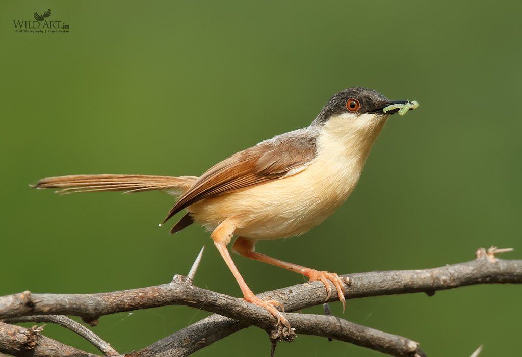 Ashy Prinia