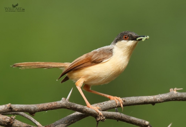 Ashy Prinia