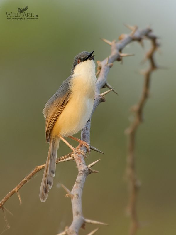Ashy Prinia