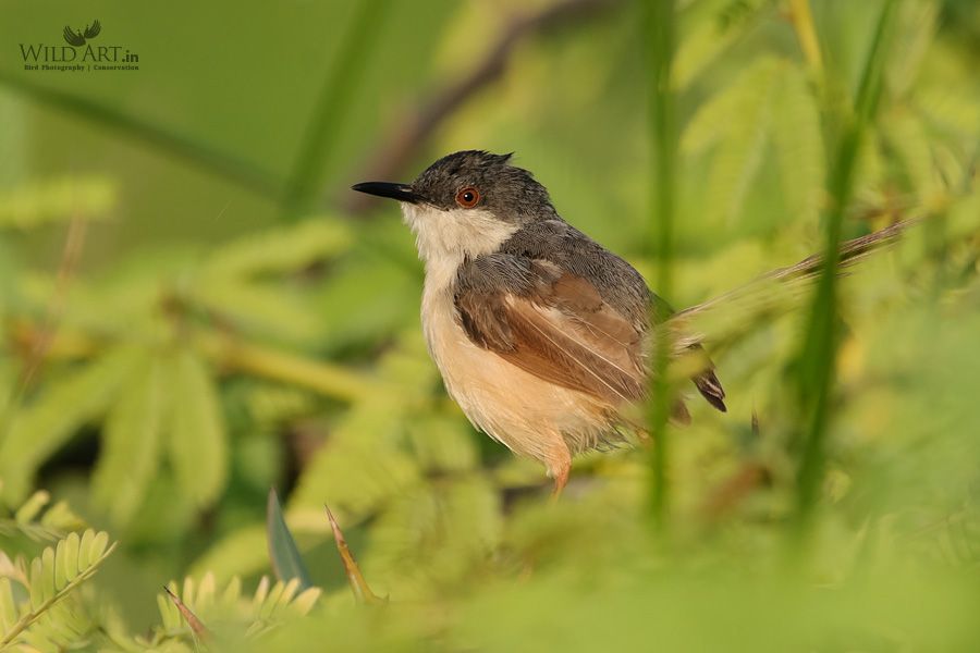 Ashy Prinia