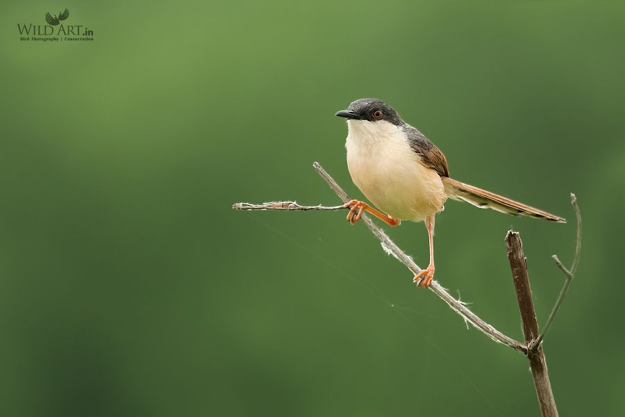Ashy Prinia