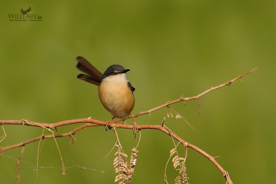 Ashy Prinia