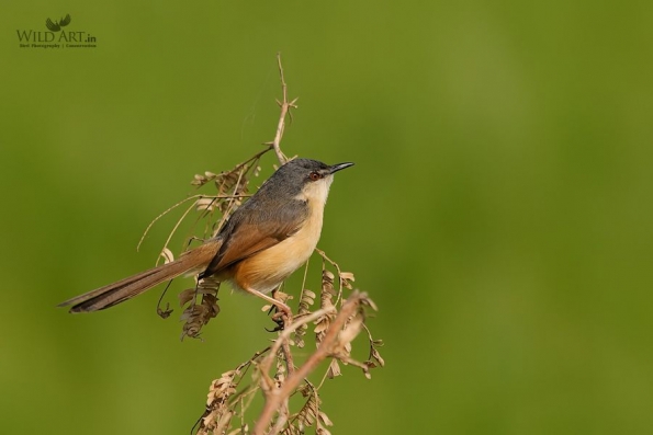 Ashy Prinia