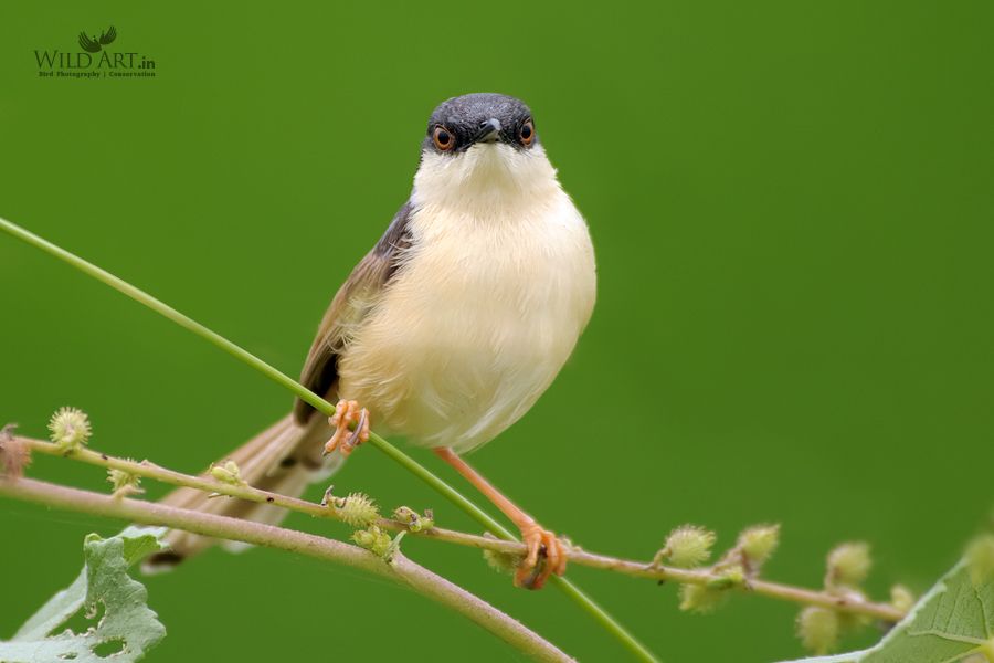 Ashy Prinia