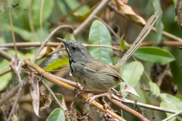 Cisticolas & Allies (Cisticolidae)