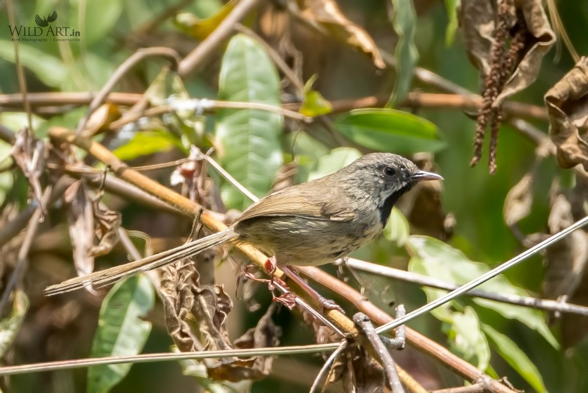 Black-throated Prinia