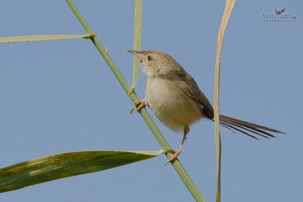 Cisticolas & Allies (Cisticolidae)
