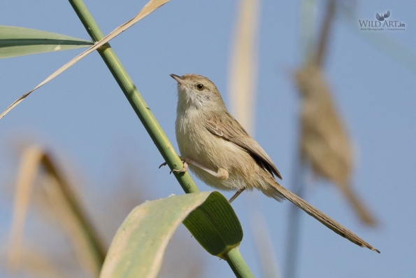 Graceful Prinia