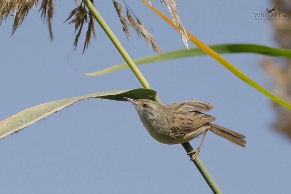 Cisticolas & Allies (Cisticolidae)